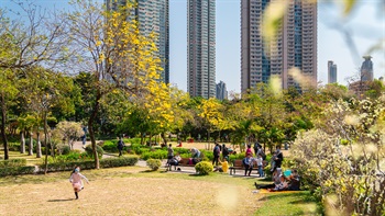 Nam Cheong Park covers an area of over 3.8 hectares and is surrounded by high-rise residential buildings. It provides important open space and recerational facilities for the nearby residents. Situated within a high-density urban area and located near major transportation routes, Nam Cheong Park is a highly accessible yet well-maintained park to go to for appreciation of a variety of flowering trees including Yellow Pui (<i>Tabebuia chrysantha</i>), Hong Kong Orchid Tree (<i>Bauhinia</i> x <i>blakeana</i>) and Pink Trumpet Tree (<i>Tabebuia rosea</i>).